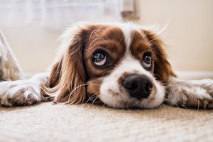 PureBites Dog Lying on the Ground