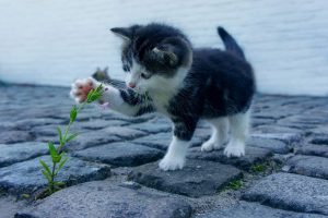 PureBites Cat Playing with A Plant